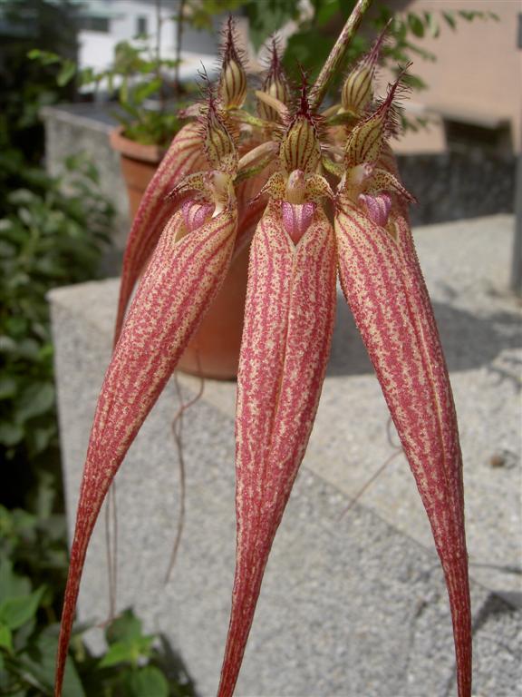 Bulbophyllum x 'Elizabeth Ann'